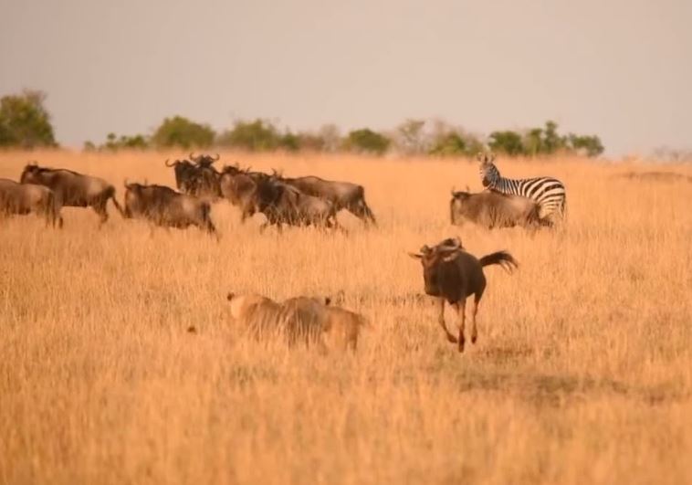 Linh dương đầu bò tấn công sư tử.