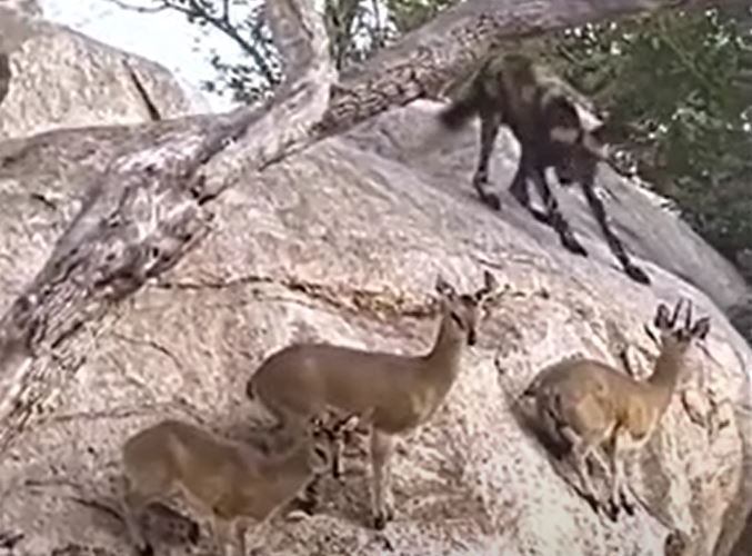 Ảnh cắt từ clip.