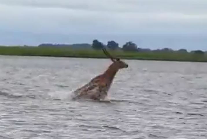 Ảnh cắt từ clip.