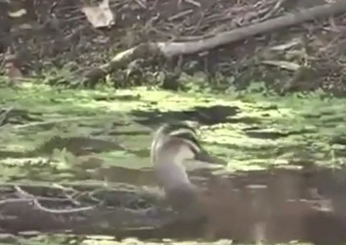 Ảnh cắt từ clip.