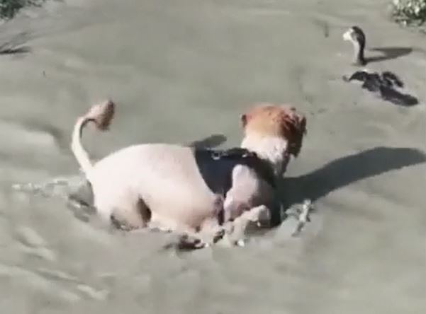 Ảnh cắt từ clip.