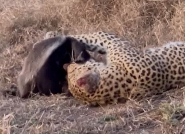 Ảnh cắt từ clip.