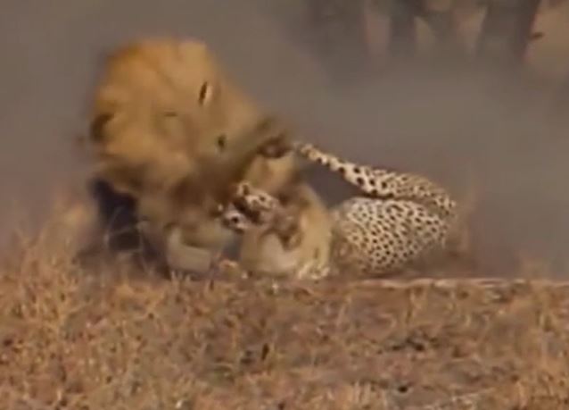 Ảnh cắt từ clip.