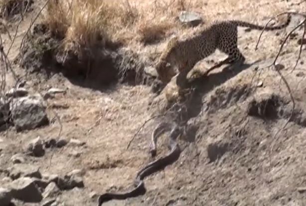 Ảnh cắt từ clip.