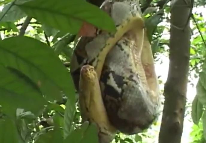 Ảnh cắt từ clip.