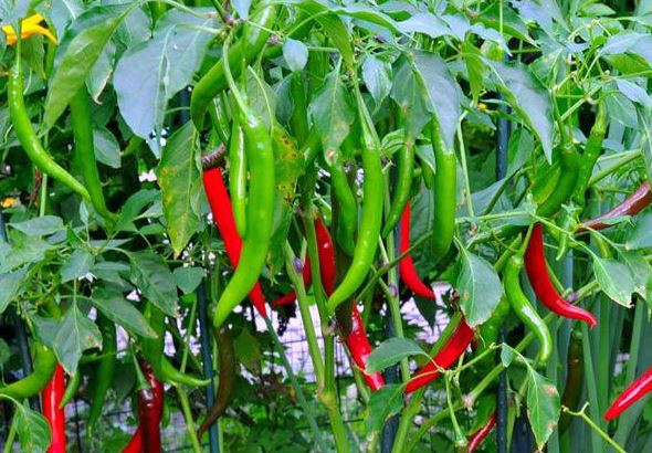 Bí quyết giúp bạn trồng ớt tại nhà sai trĩu quả, đơn giản và cực kỳ dễ làm