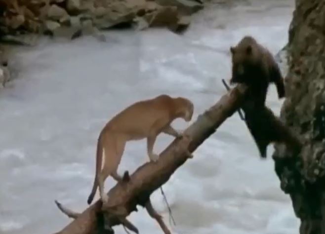 Ảnh cắt từ clip.