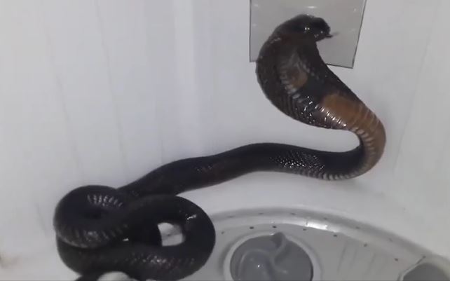 Ảnh cắt từ clip.