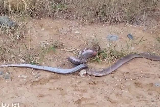 Ảnh cắt từ clip.