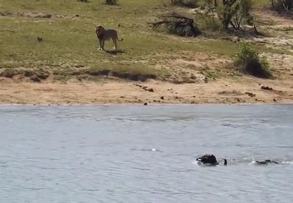 Ảnh cắt từ clip.