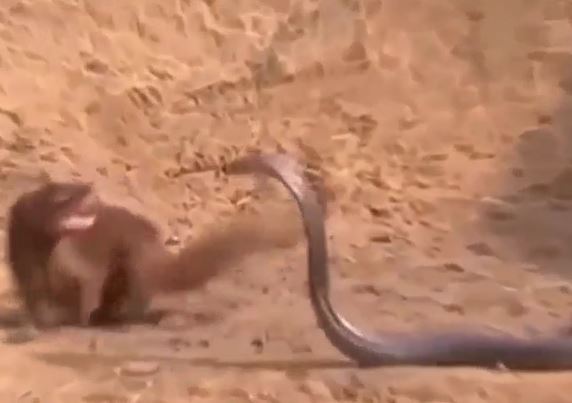 Ảnh cắt từ clip.