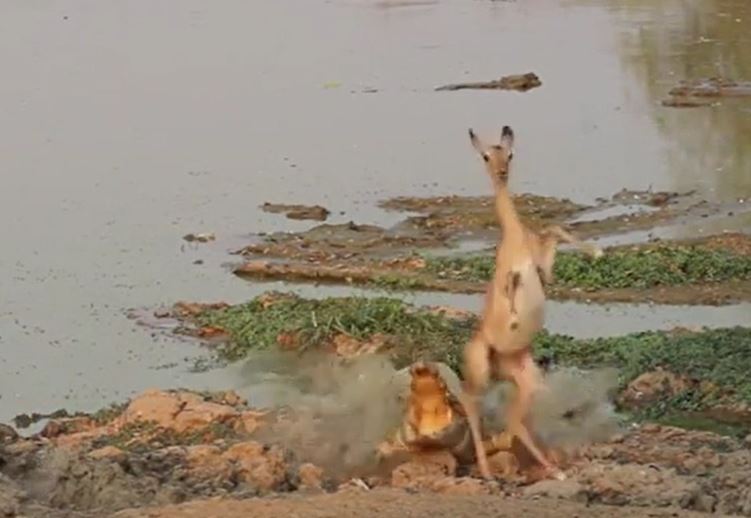 Ảnh cắt từ clip.