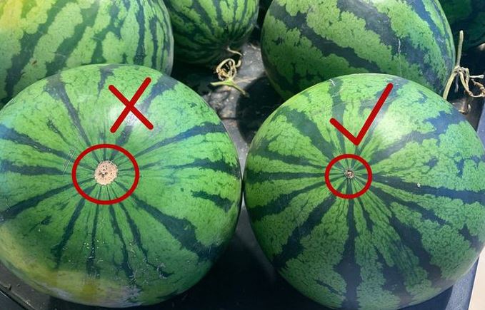 Bí quyết chọn dưa hấu ngọt lịm, mọng nước, nhớ ngay 4 điểm này, đảm bảo chọn đâu trúng đó!