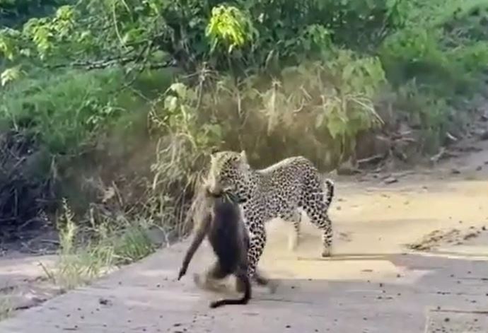 Ảnh cắt từ clip.