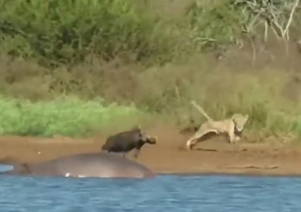 Ảnh cắt từ clip.