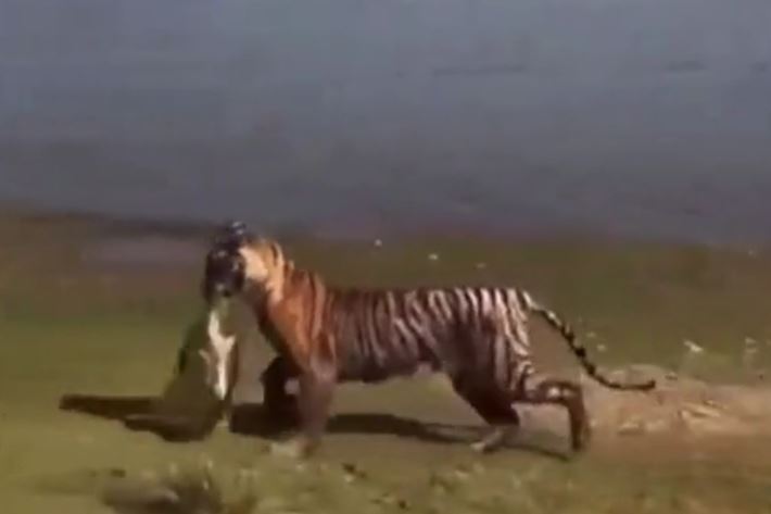 Ảnh cắt từ clip.