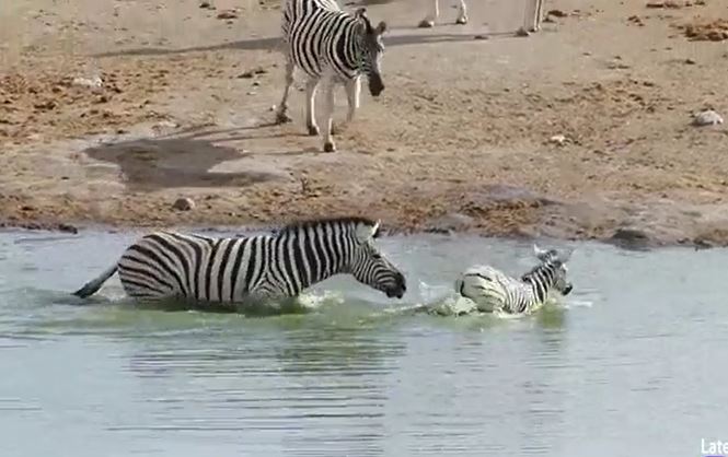 Ảnh cắt từ clip.