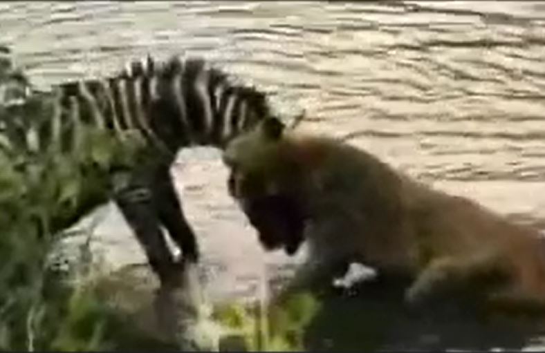 Ảnh cắt từ clip.