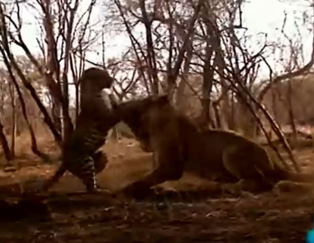 Ảnh cắt từ clip.