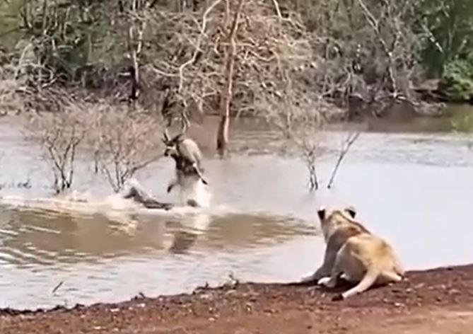 Ảnh cắt từ clip.