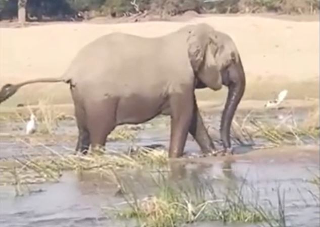 Ảnh cắt từ clip.