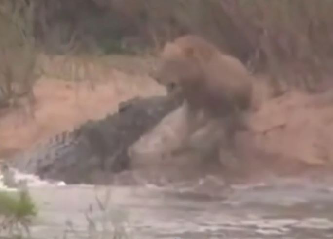 Ảnh cắt từ clip.