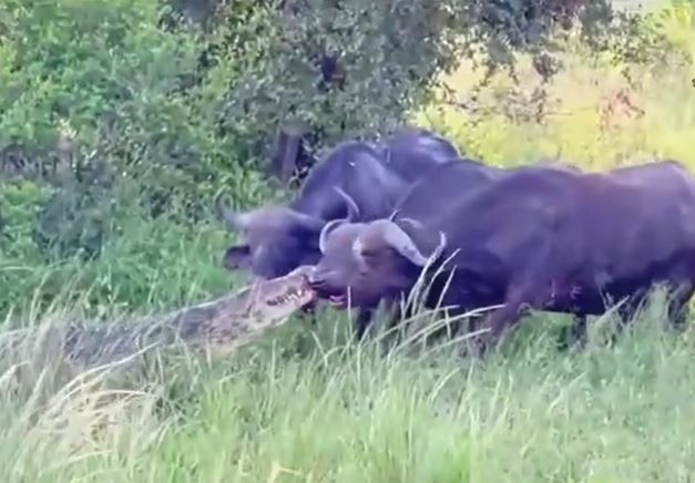 Ảnh cắt từ clip.