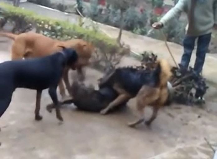 Ảnh cắt từ clip.