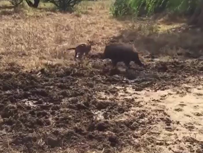 Ảnh cắt từ clip.