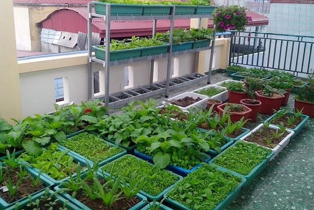 Kỹ thuật trồng rau tại nhà: Bí quyết chọn đất trồng và cách tưới nước giúp rau phát triển xanh tốt