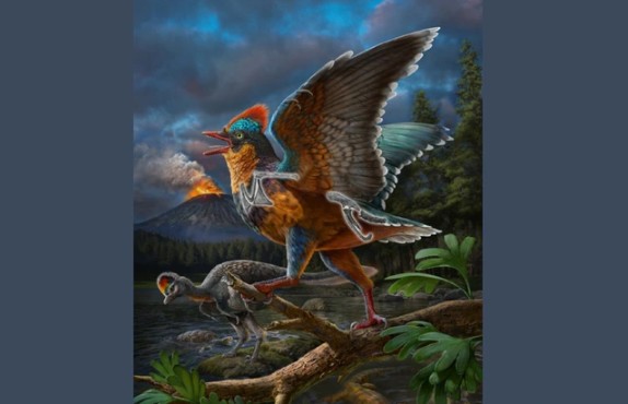 Quái điểu Baminornis zhenghensis trong hình ảnh được phục dựng, các phần xương được đánh dấu là các hóa thạch được tìm thấy ở Phúc Kiến - Trung Quốc - Ảnh: Chuang Zhao