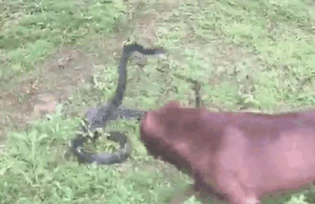 Ảnh cắt từ clip.