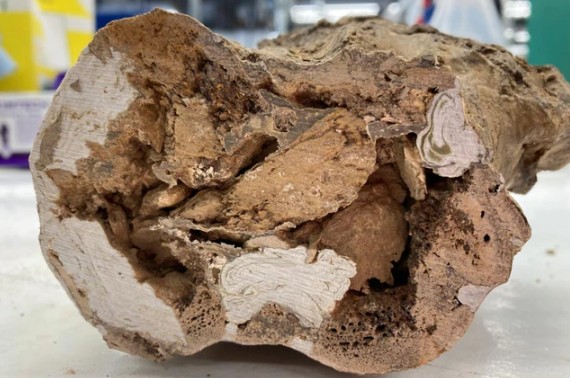 Xương hóa thạch của quái thú Edmontosaurus 66 triệu tuổi.