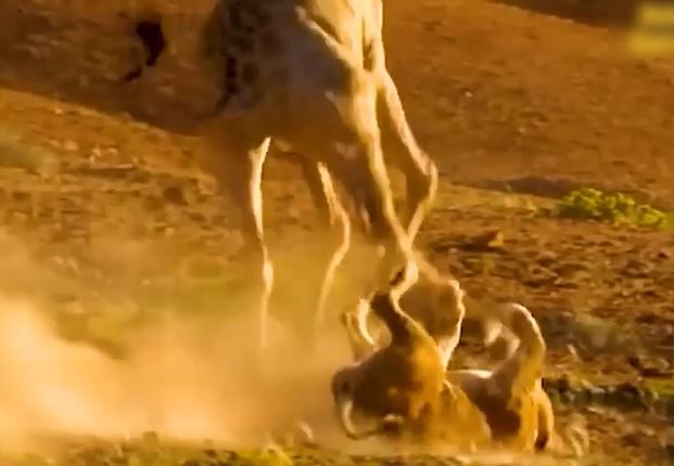 Ảnh cắt từ clip.