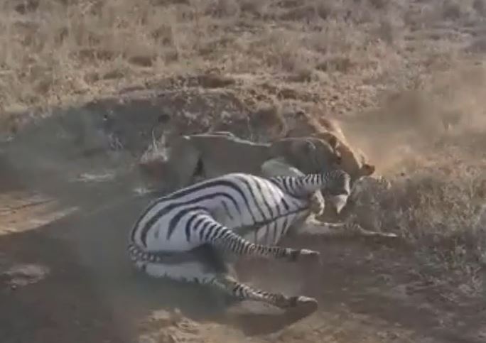 Ảnh cắt từ clip.