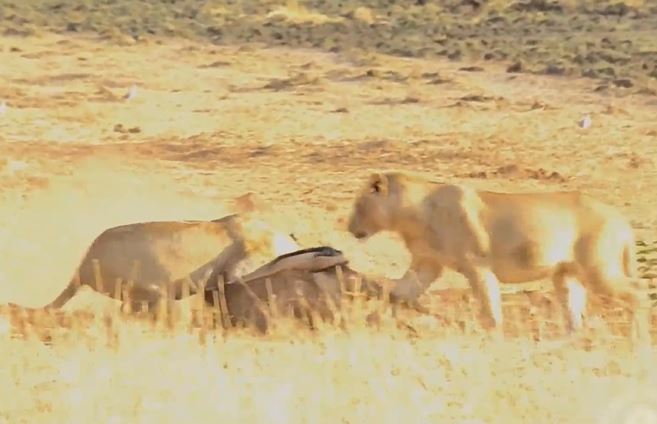 Ảnh cắt từ clip.