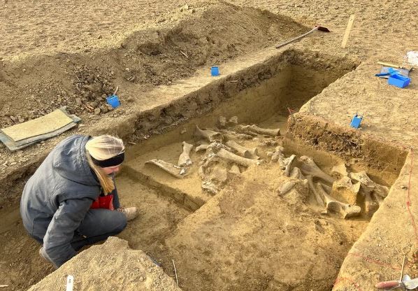 Các nhà khảo cổ khai quật được xương voi ma mút.