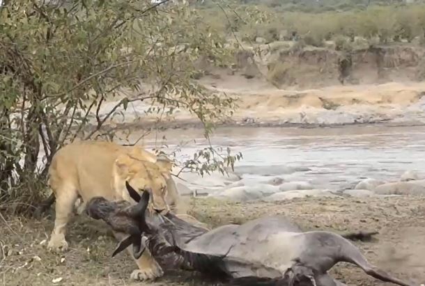 Ảnh cắt từ clip.