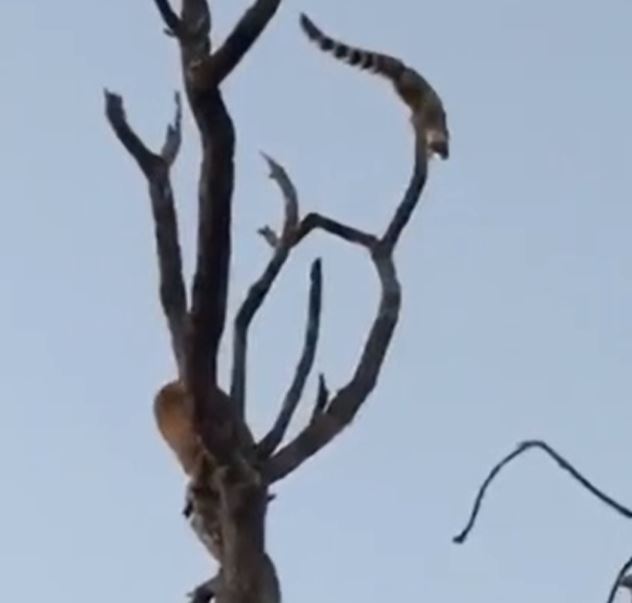 Ảnh cắt từ clip.