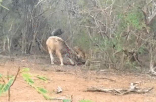 Ảnh cắt từ clip.