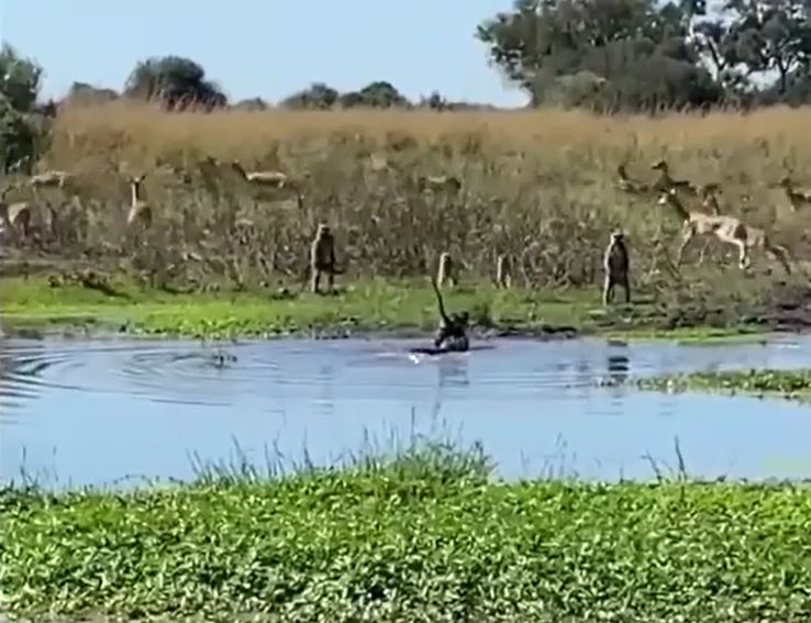 Ảnh cắt từ clip.