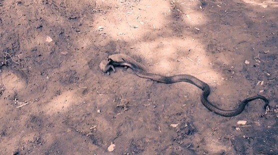 Ảnh cắt từ clip.