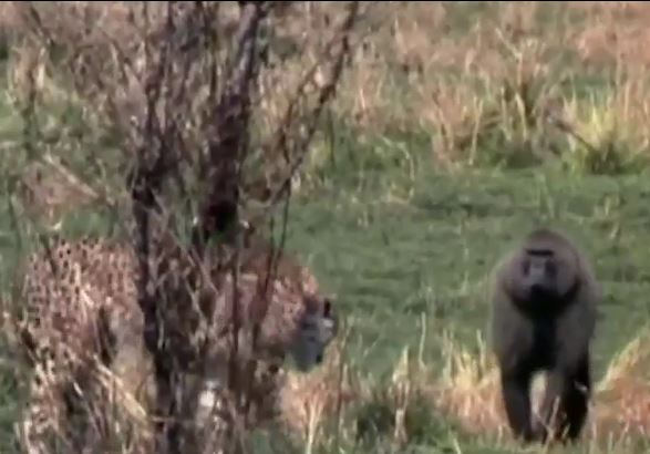 Ảnh cắt từ clip.