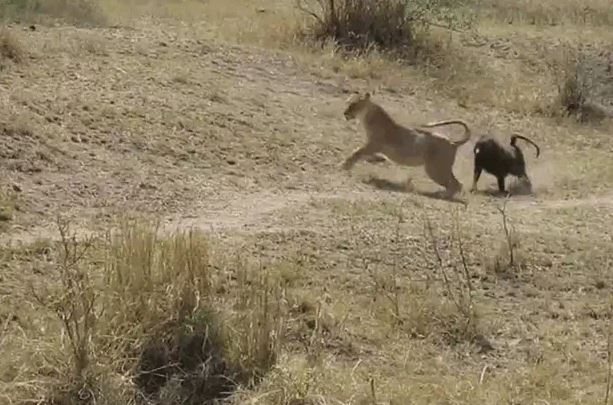 Ảnh cắt từ clip.