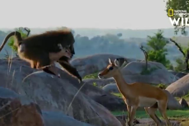 Ảnh cắt từ clip.