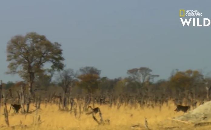 Ảnh cắt từ clip.