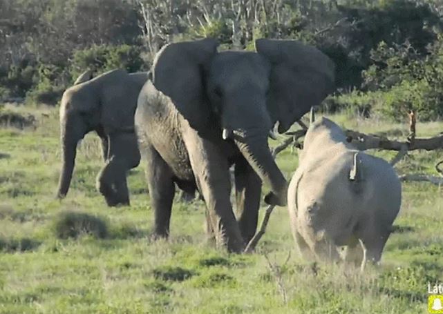 Ảnh cắt từ clip.