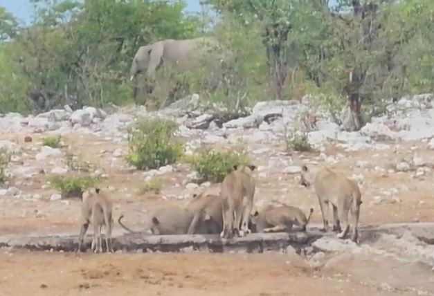 Ảnh cắt từ clip.