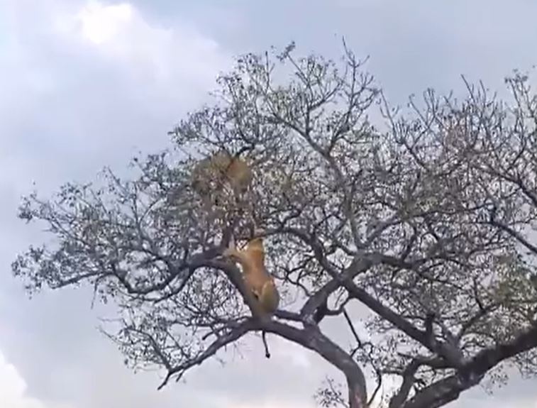 Ảnh cắt từ clip.