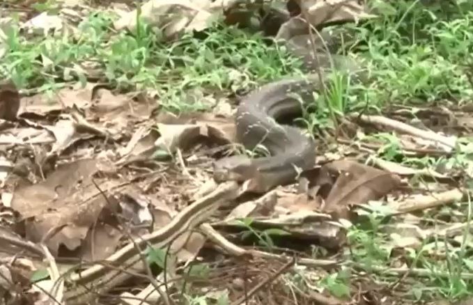 Ảnh cắt từ clip.